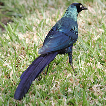 Long-tailed Glossy Starling