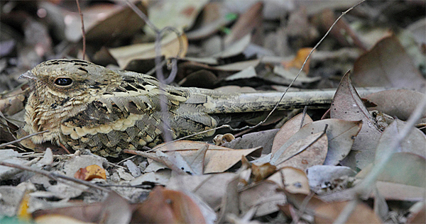 Long-tailed Nightjar