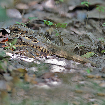 Long-tailed Nightjar