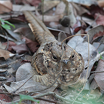 Long-tailed Nightjar