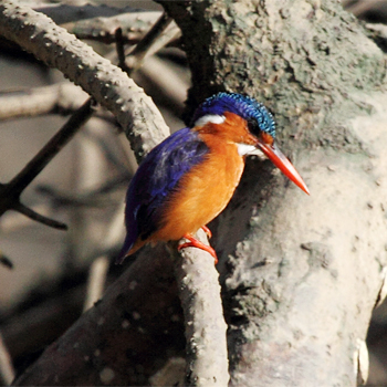 Malachite Kingfisher