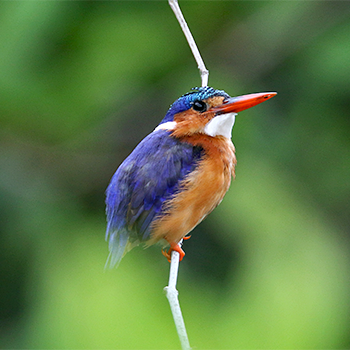 Malachite Kingfisher