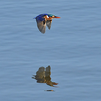 Malachite Kingfisher