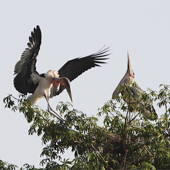Marabou Stork