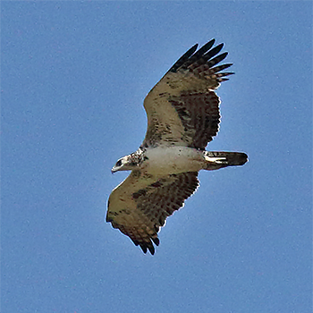 Martial Eagle