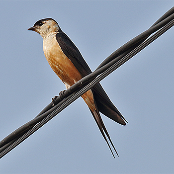 Mosque Swallow