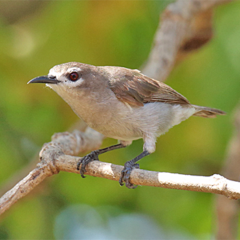 Mouse-brown Sunbird