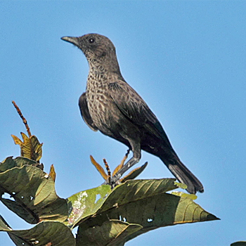 Northern Anteater-chat