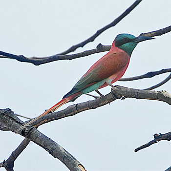 Northern Carmine Bee-eater
