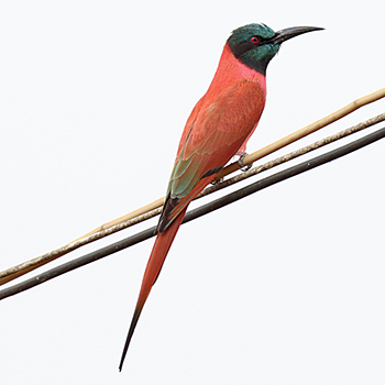 Northern Carmine Bee-eater