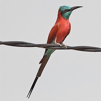 Northern Carmine Bee-eater