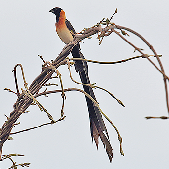 Exclamatory Paradise-whydah