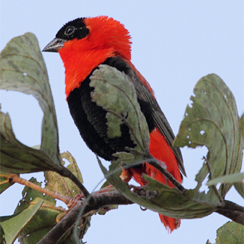 Northern Red Bishop