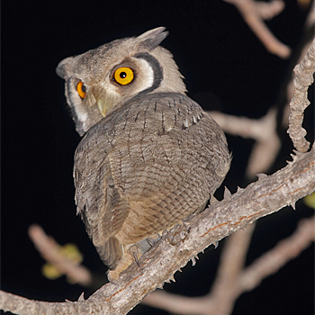 Northern White-faced Owl