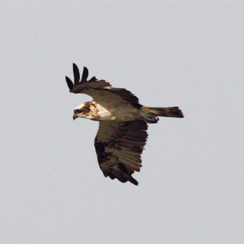 Osprey
