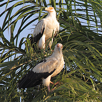 Palm-nut Vultures