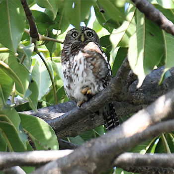 Pearl-spotted Owlet
