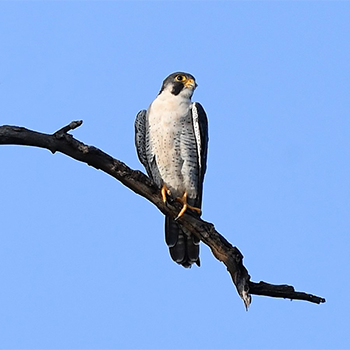 Peregrine Falcon