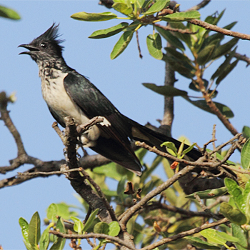 Pied Cuckoo