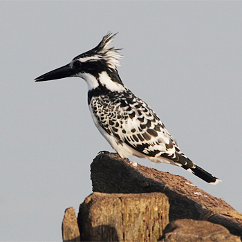 Pied KIngfisher