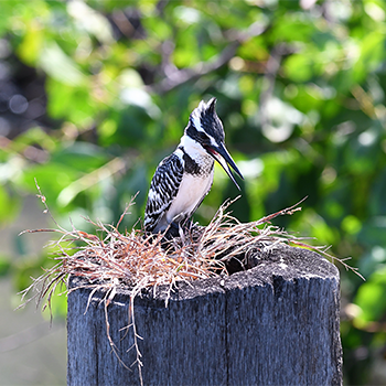 Pied Kingfisher