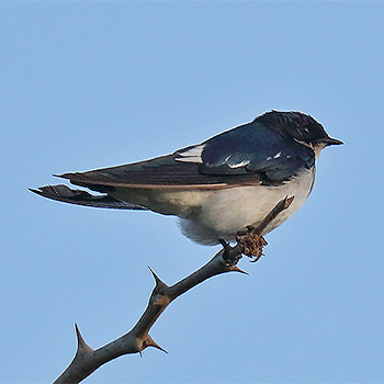 Pied-winged Swallow