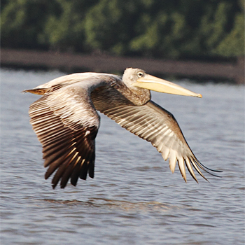 Pink-backed Pelican