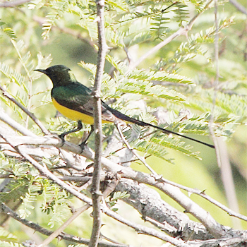 Pygmy Sunbird