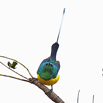 Pygmy Sunbird