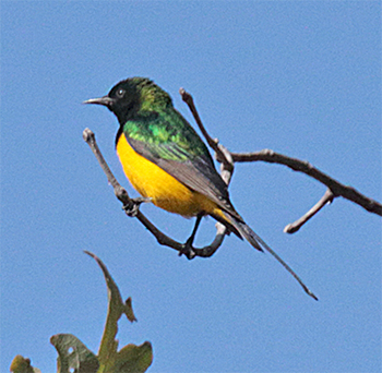 Pygmy Sunbird
