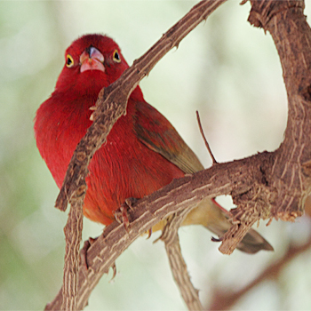 Red-billed Firefinch
