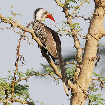 Western Red-billed Hornbill