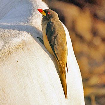 Red-billed Oxpecker