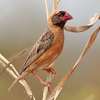 Red-billed Quelea