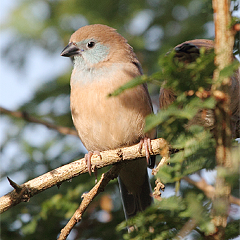 Red-cheeked Cordonbleu