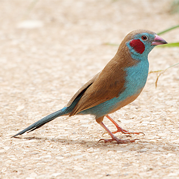 Red-cheeked Cordonbleu