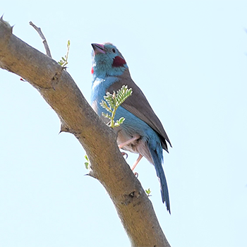 Red-cheeked Cordonbleu