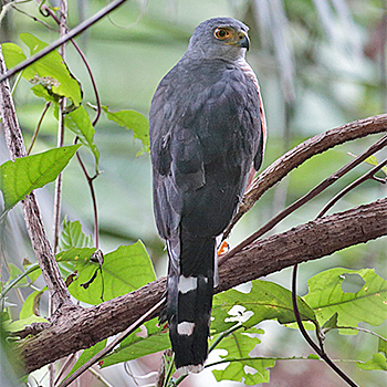 Red-chested Goshawk