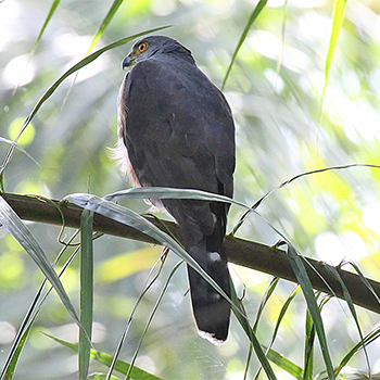 Red-chested Goshawk