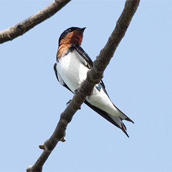 Red-chested Swallow