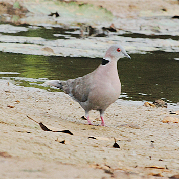 Red-eyed Dove