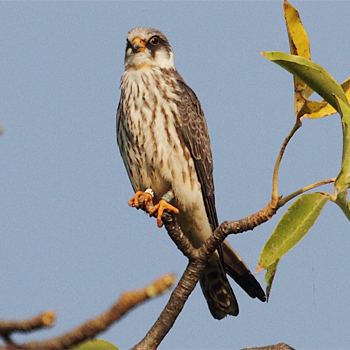 Red-footed Falcon