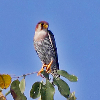Red-necked Falcon