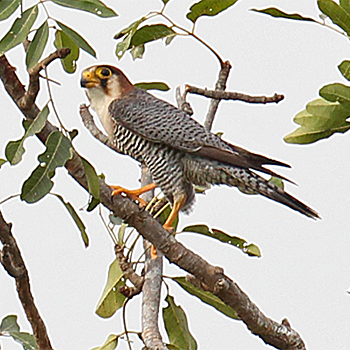 Red-necked Falcon