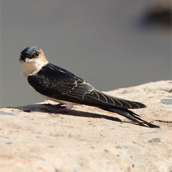 Red-rumped Swallow