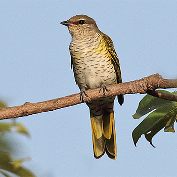 Red-shouldered Cuckooshrike