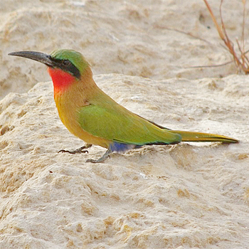 Red-throated Bee-eater
