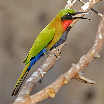 Red-throated Bee-eater