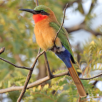 Red-throated Bee-eater