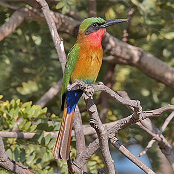 Red-throated Bee-eater